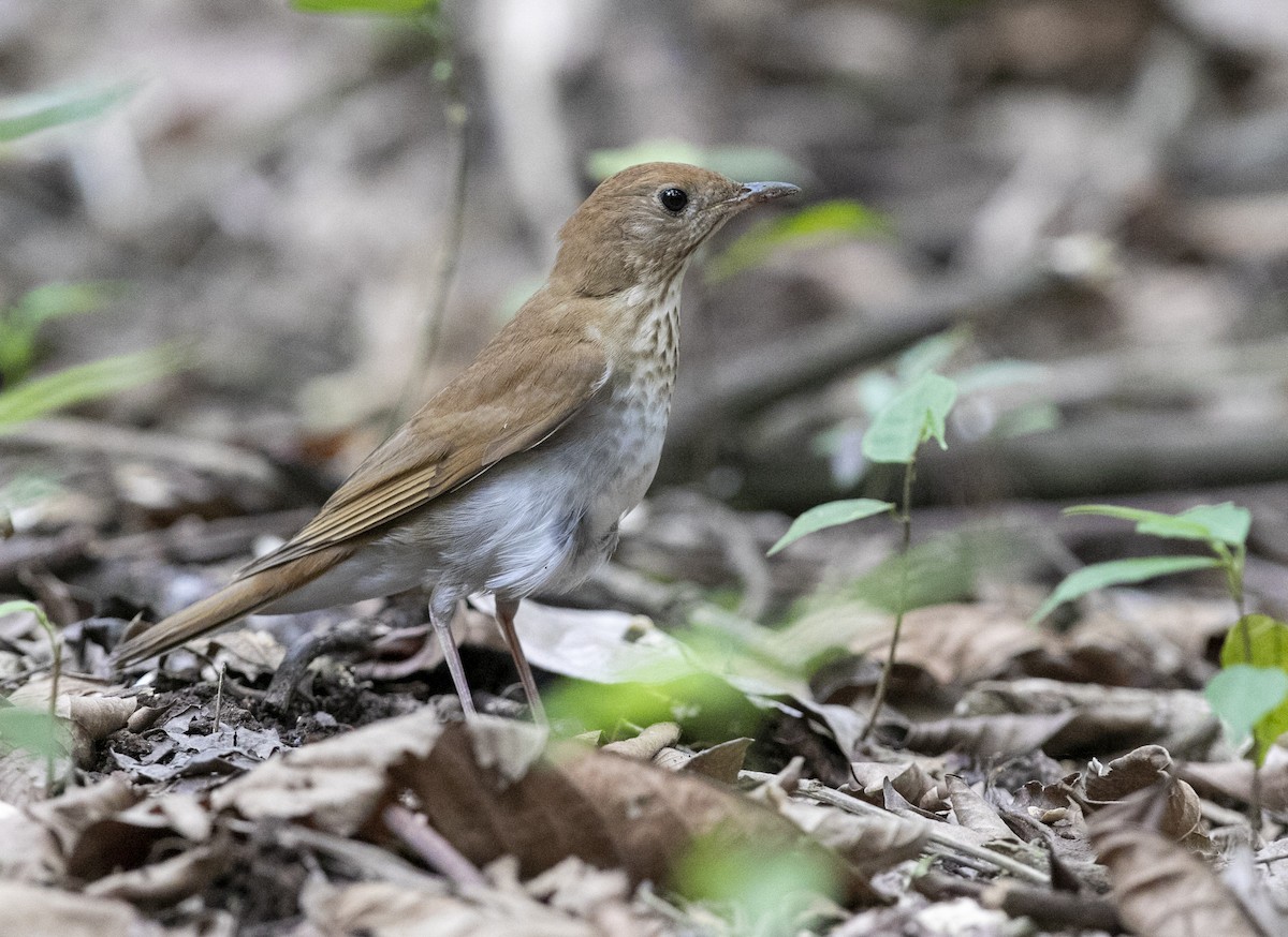 Veery - Ottoniel Cojulun