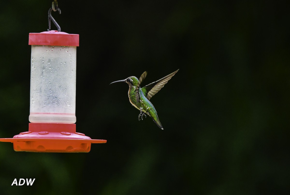 Green-breasted Mango - ML444695121