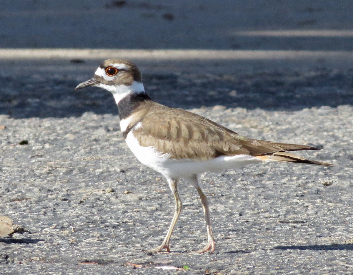 Killdeer - Diane Etchison