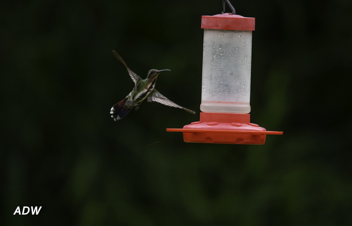 Grünbrust-Mangokolibri - ML444696531