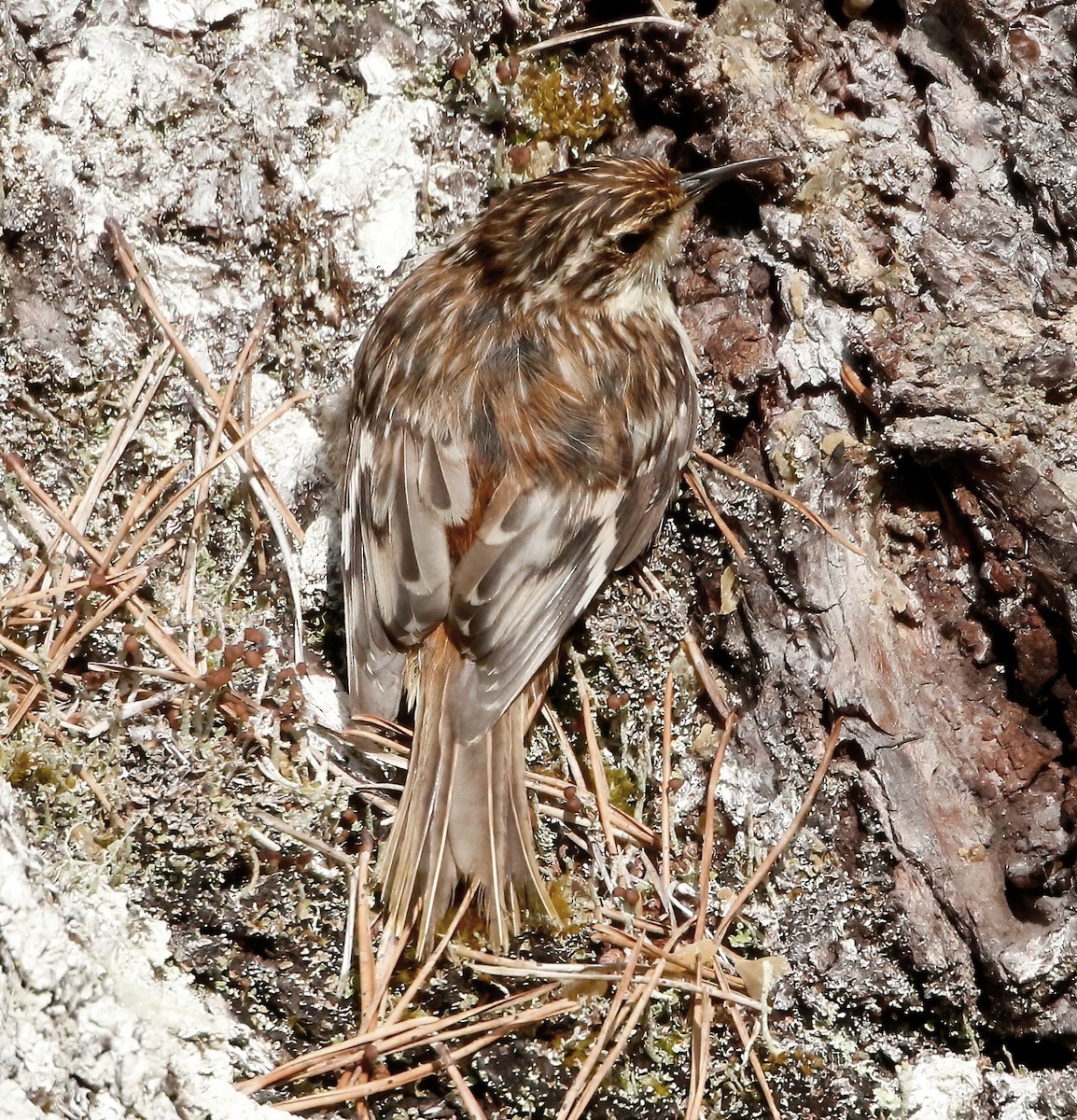 Brown Creeper - ML444696951