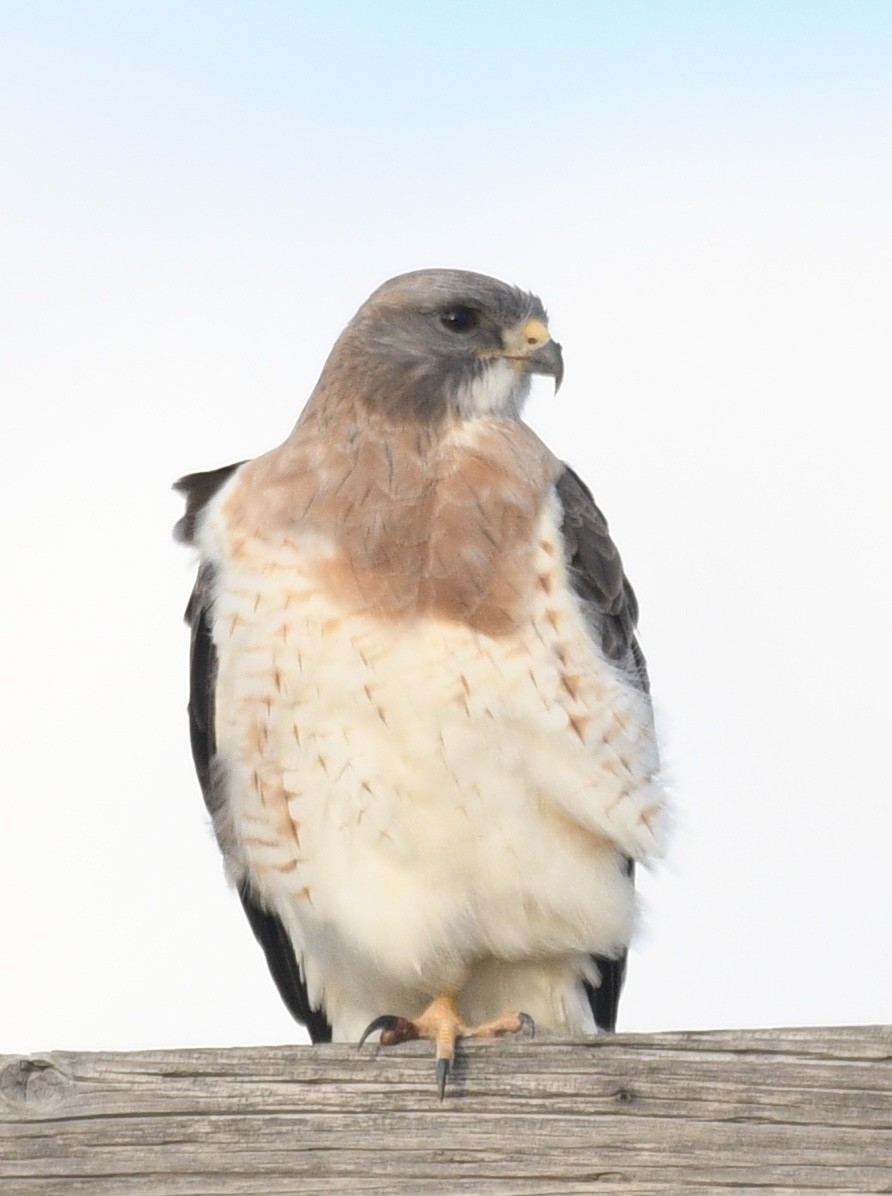 Swainson's Hawk - ML444698441
