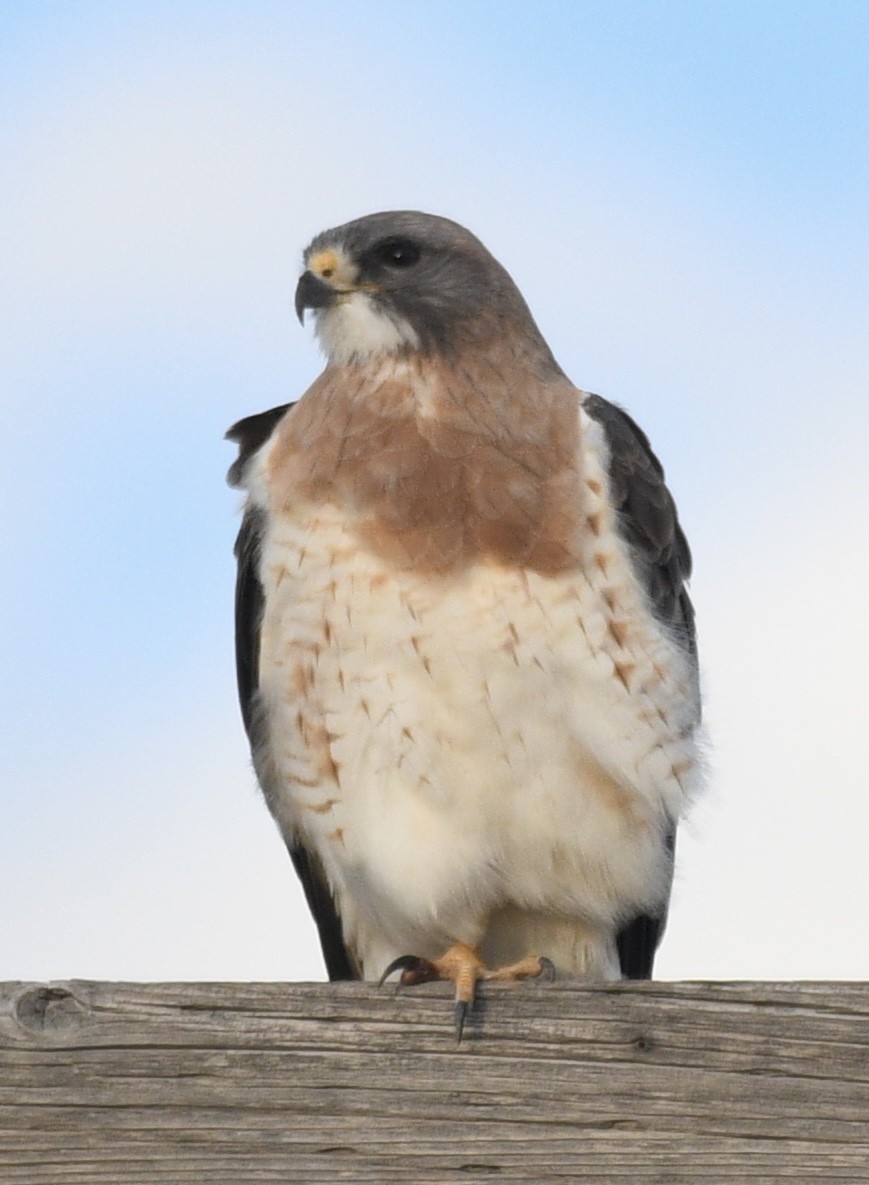 Swainson's Hawk - ML444698461