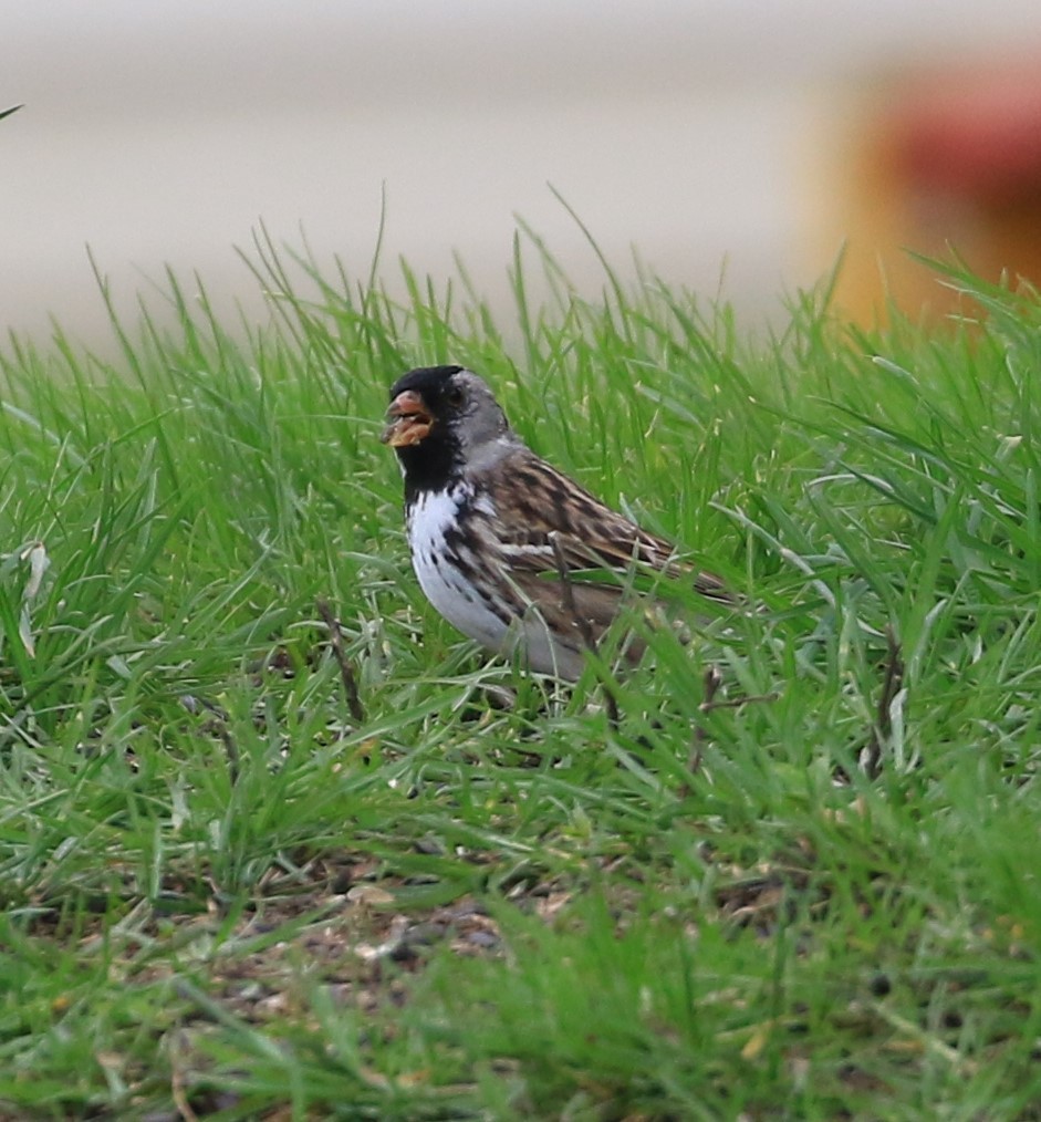 Harris's Sparrow - ML444702171