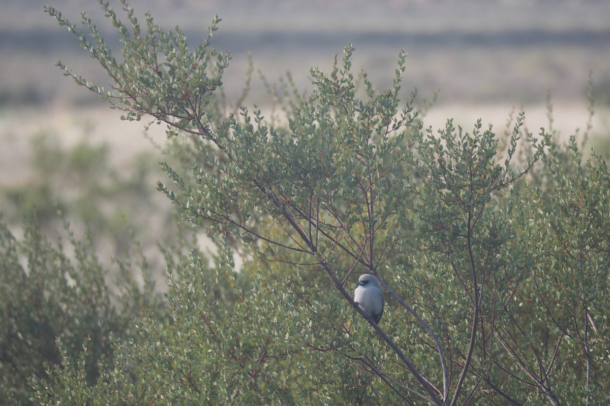 Black-faced Woodswallow - ML444702401