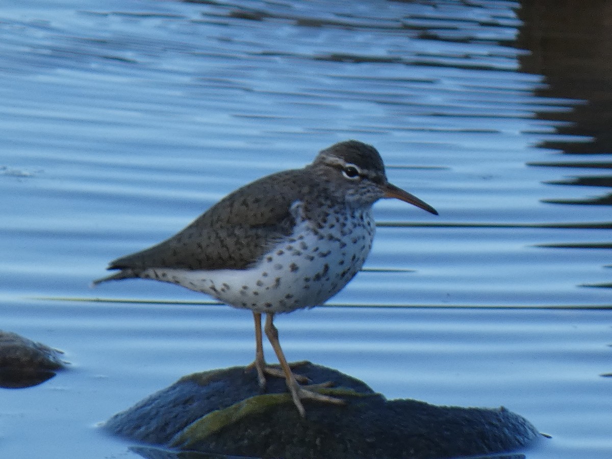 Spotted Sandpiper - Joseph Atkinson