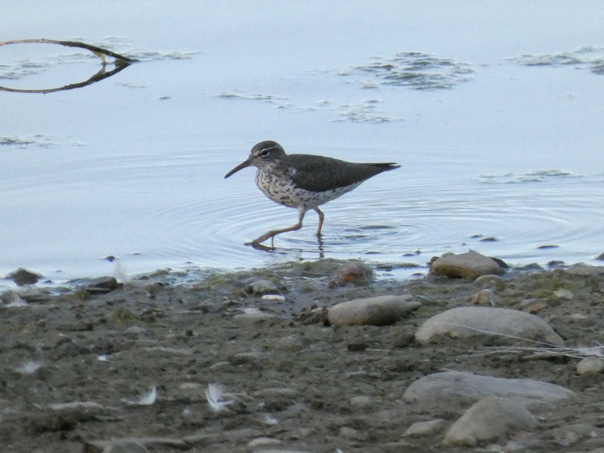 Spotted Sandpiper - Joseph Atkinson