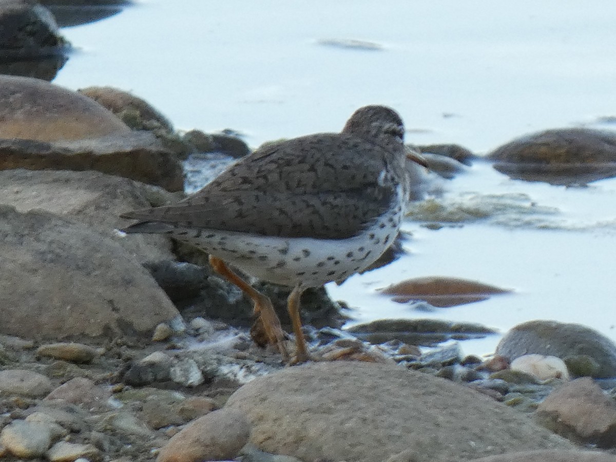 Spotted Sandpiper - ML444706191