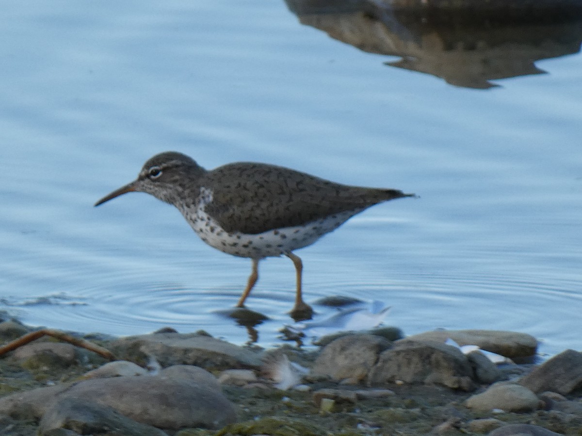 Spotted Sandpiper - ML444706301