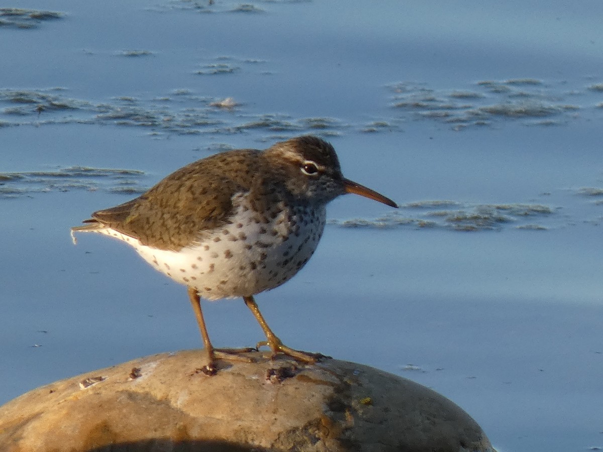 Spotted Sandpiper - ML444706311