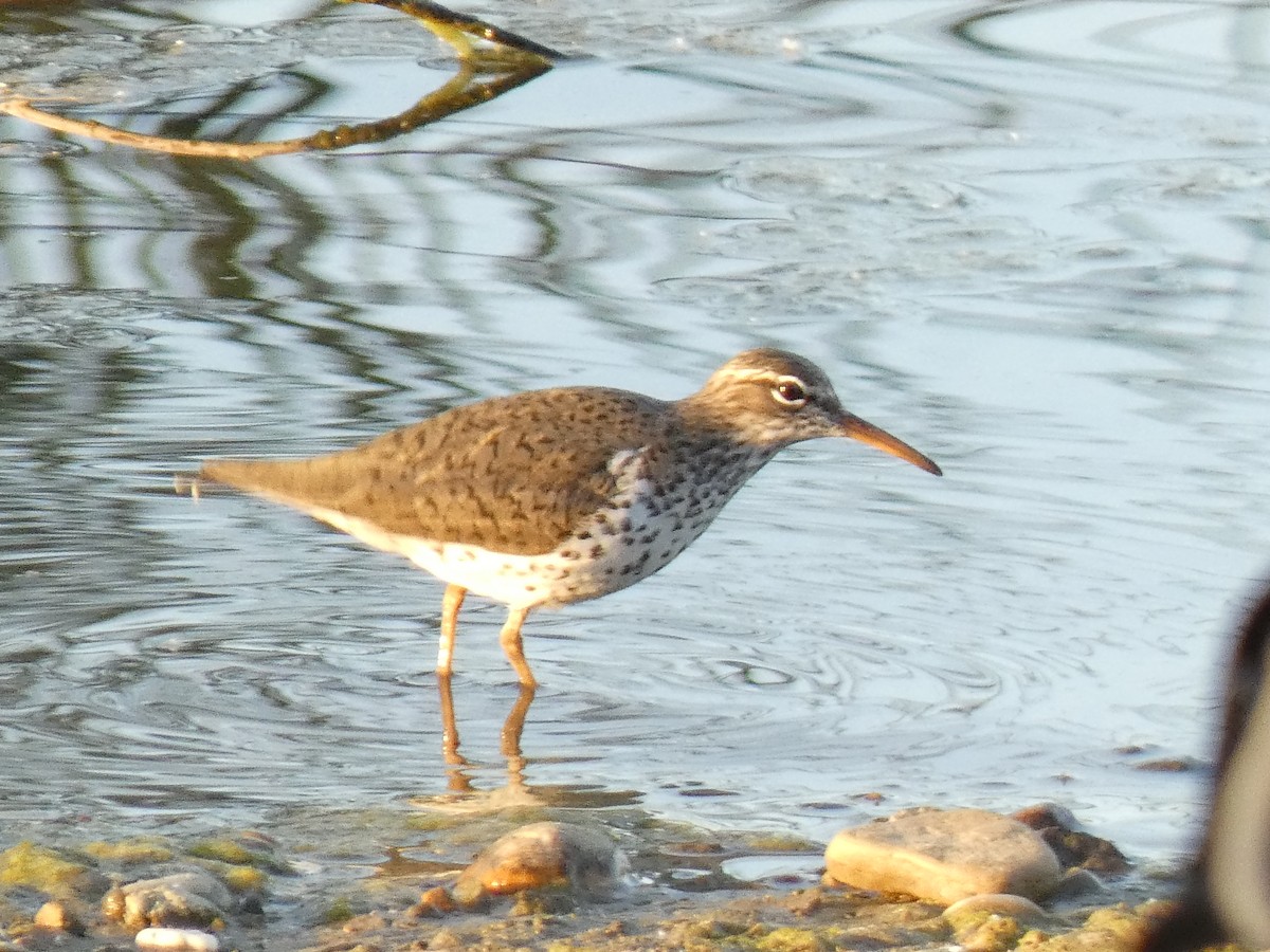 Spotted Sandpiper - Joseph Atkinson