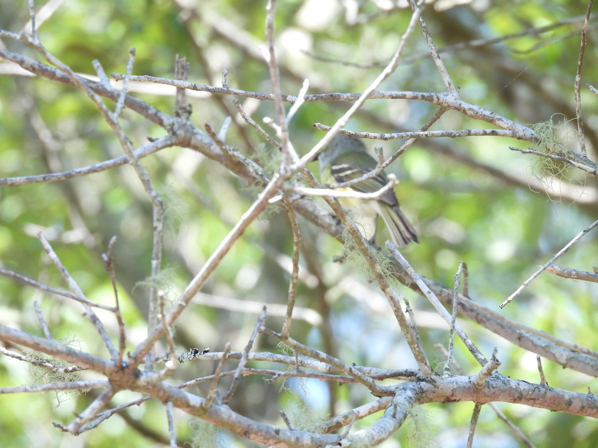 White-eyed Vireo - ML444707341