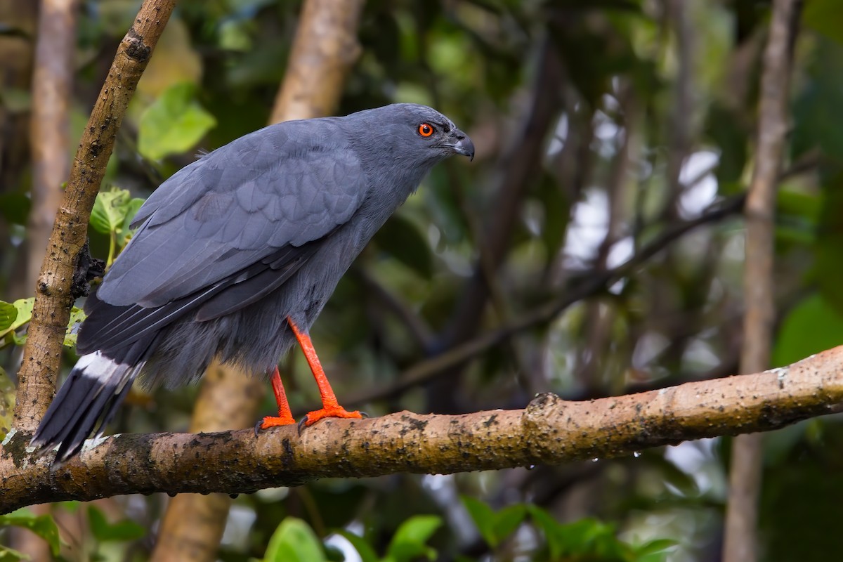 Crane Hawk - ML444708711