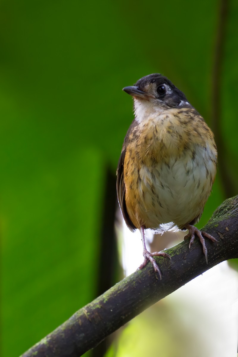 White-lored Antpitta - Dubi Shapiro