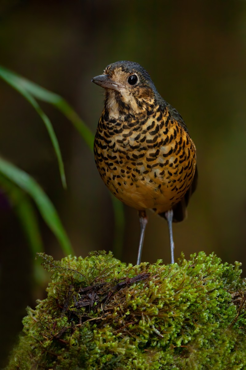 Undulated Antpitta - Dubi Shapiro