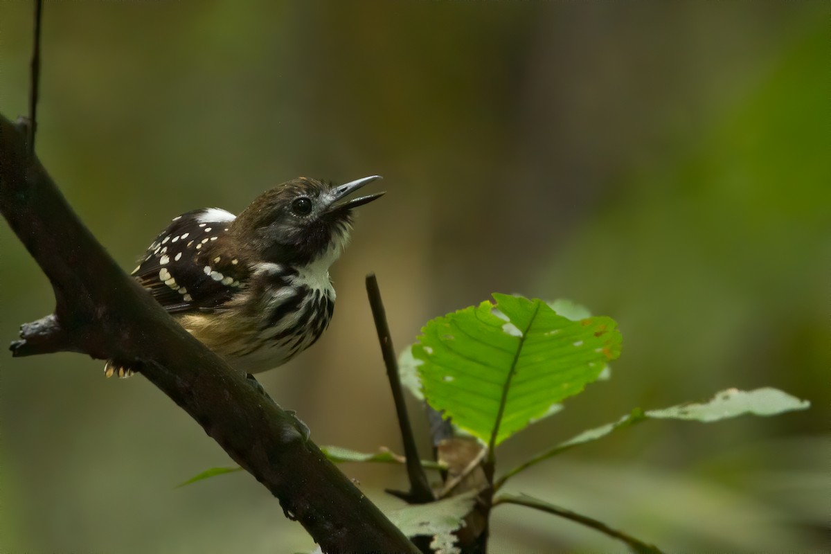 Dot-backed Antbird - ML444711621