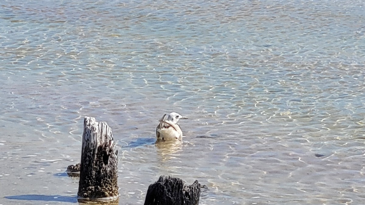 Black-legged Kittiwake - ML444714981