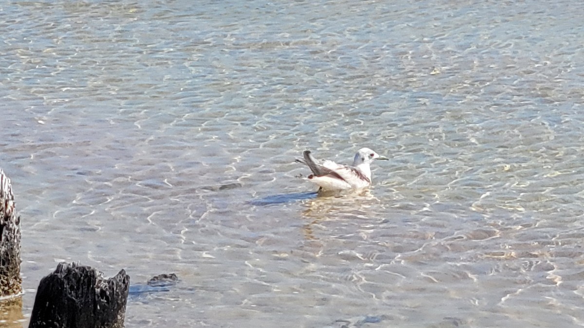 Black-legged Kittiwake - Lauren Pipkorn