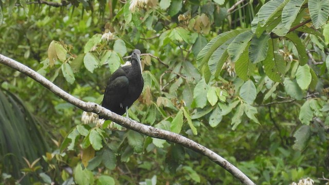 grønnakkeibis - ML444715061