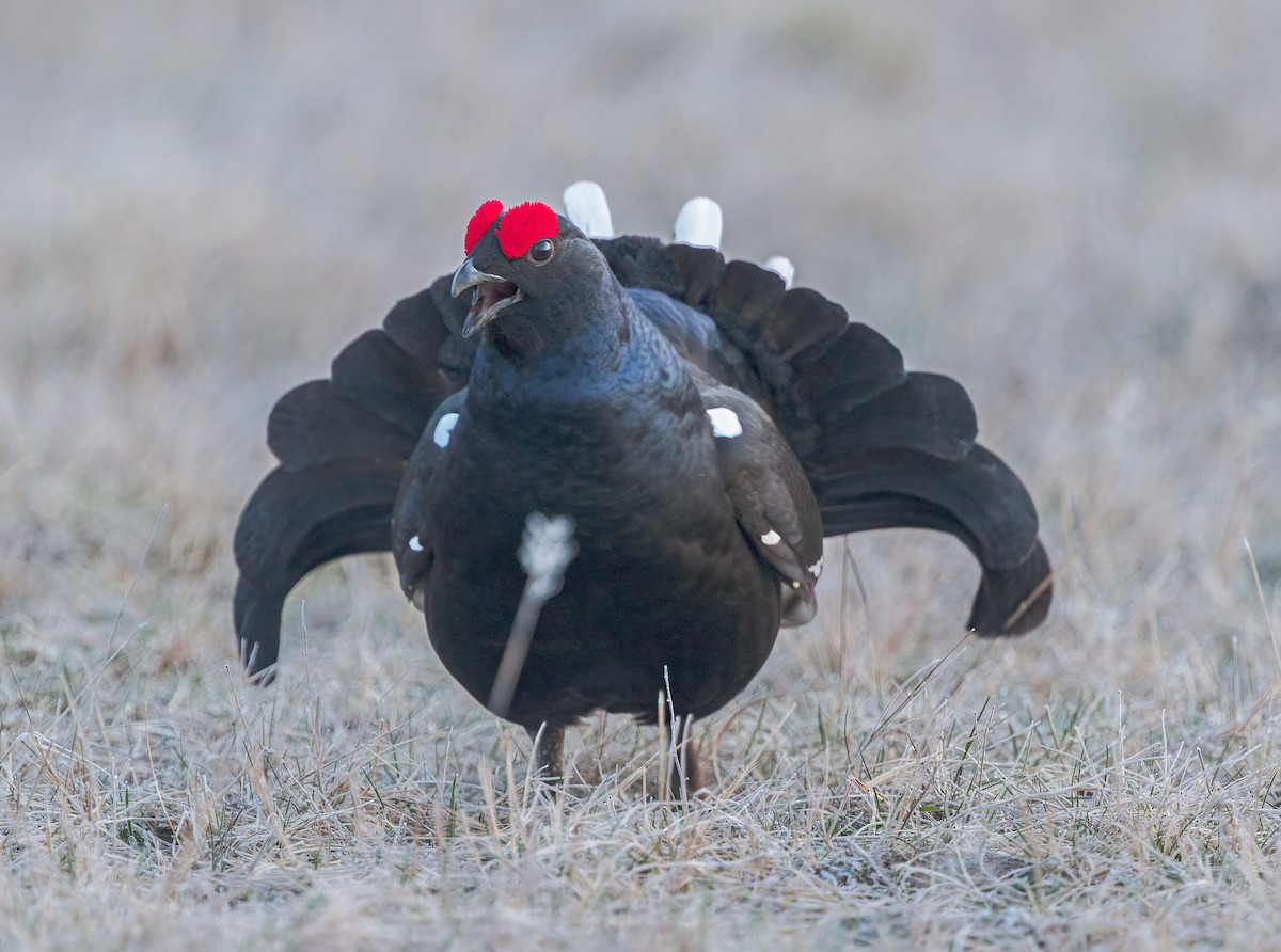 Black Grouse - Per Smith