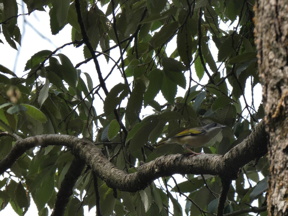 White-browed Shrike-Babbler (Himalayan) - ML444718361
