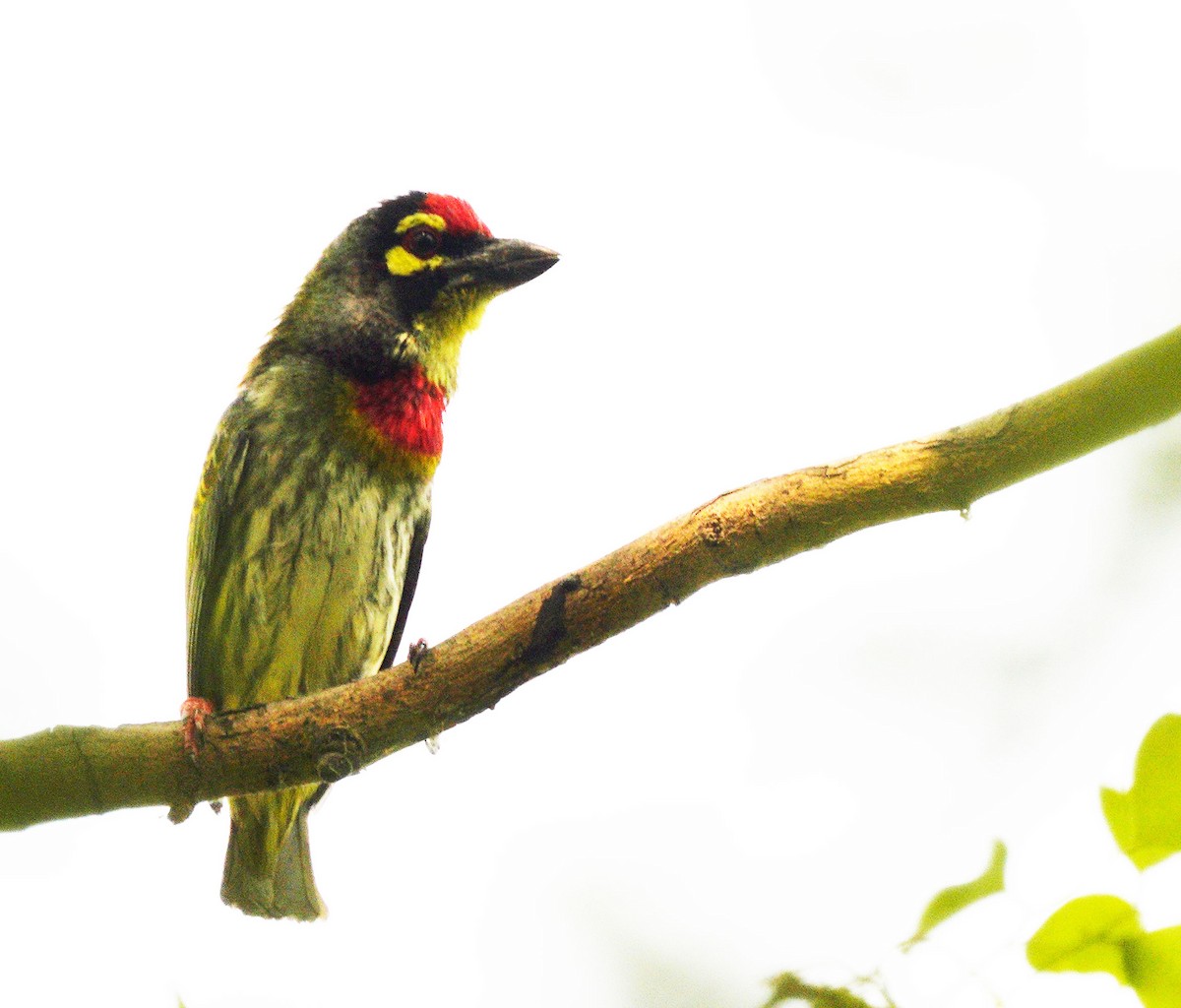 Coppersmith Barbet - ML444719181