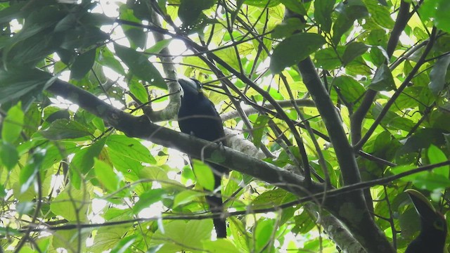 Yellow-eared Toucanet - ML444719511