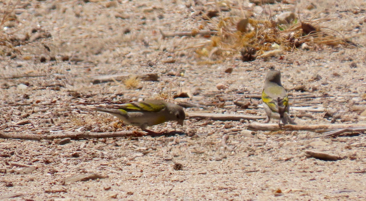 Lawrence's Goldfinch - ML444719671