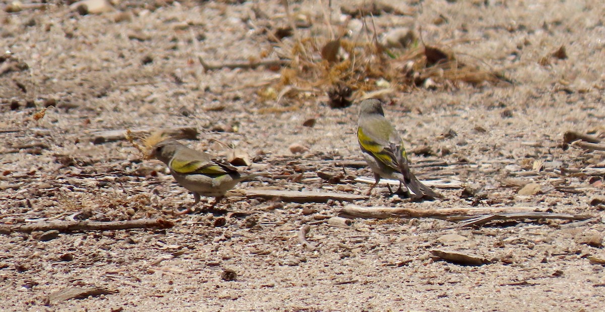 Lawrence's Goldfinch - ML444719681