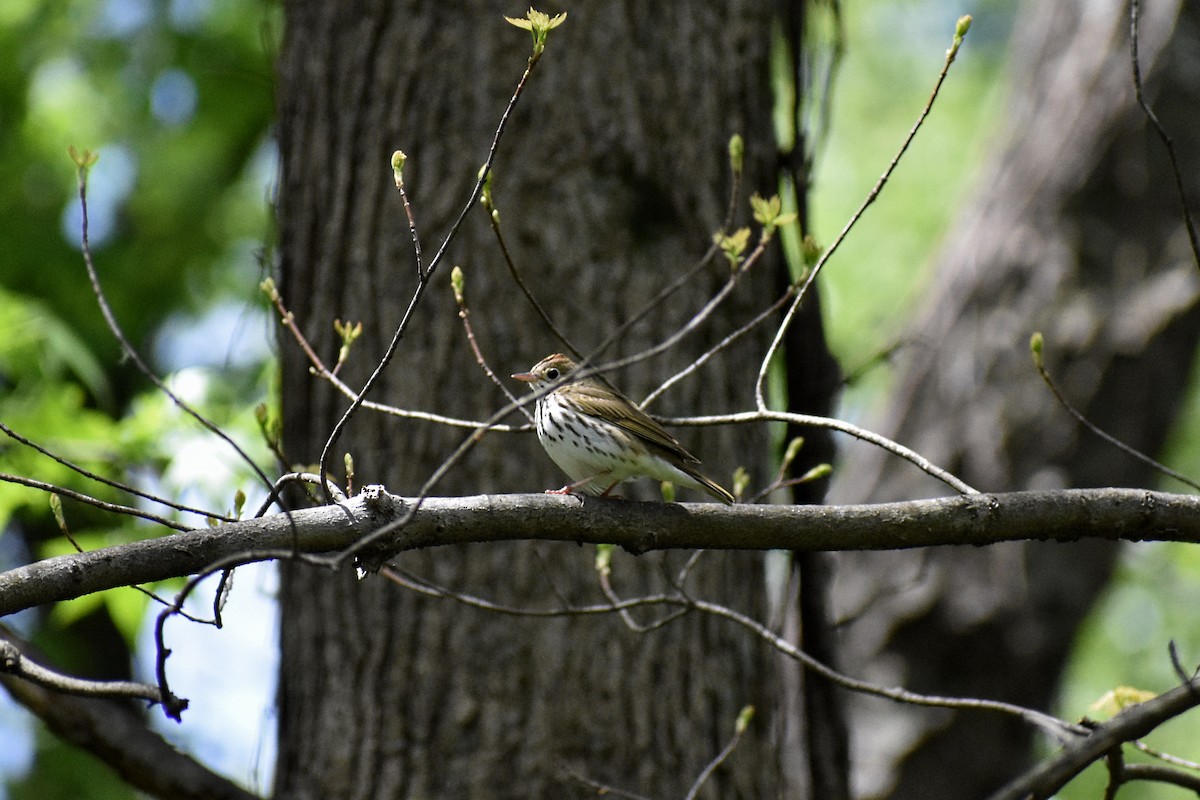 Ovenbird - Rebecca Stephens