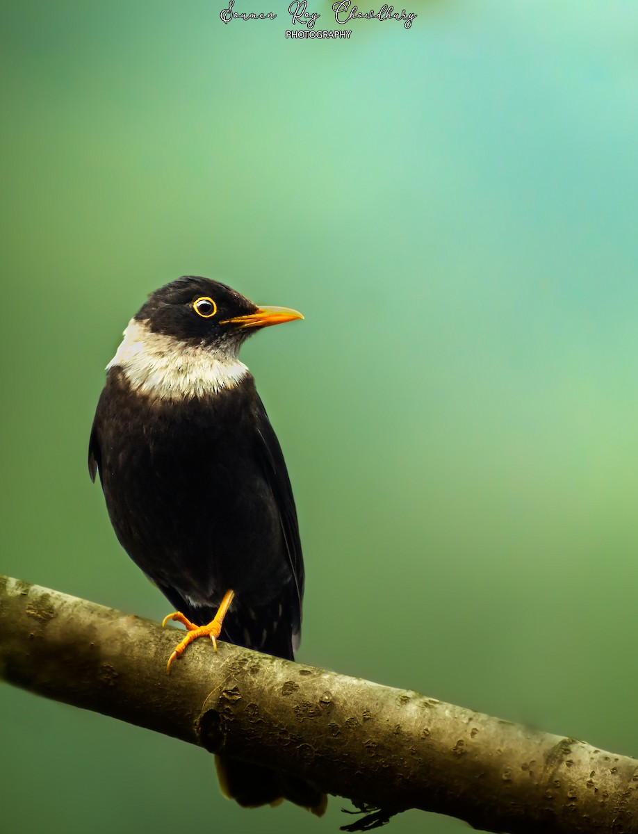 White-collared Blackbird - ML444720701