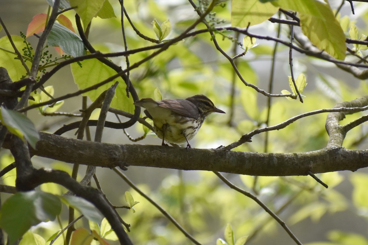 Northern Waterthrush - ML444722081