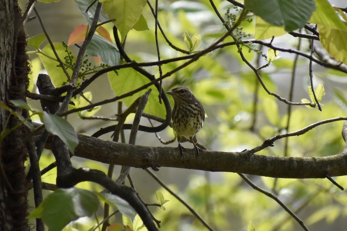 Northern Waterthrush - ML444722101