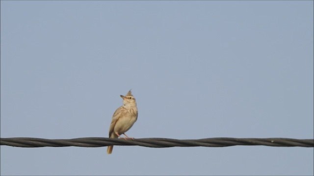 Crested Lark - ML444722341
