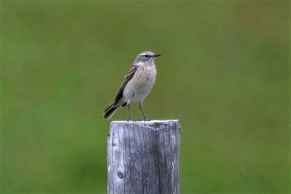 Water Pipit - ML444722391