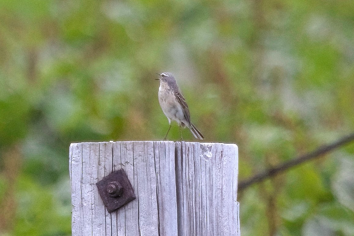 Water Pipit - ML444722401