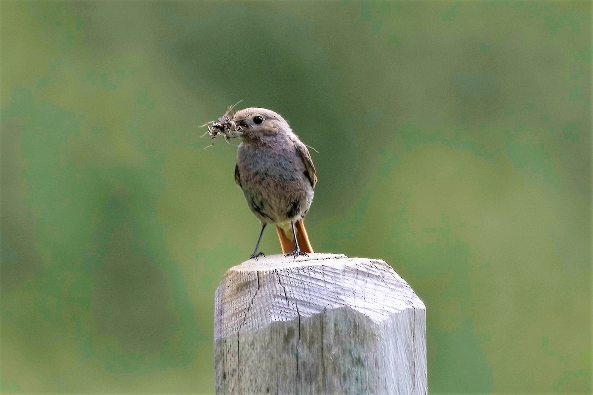 Black Redstart - ML444722751