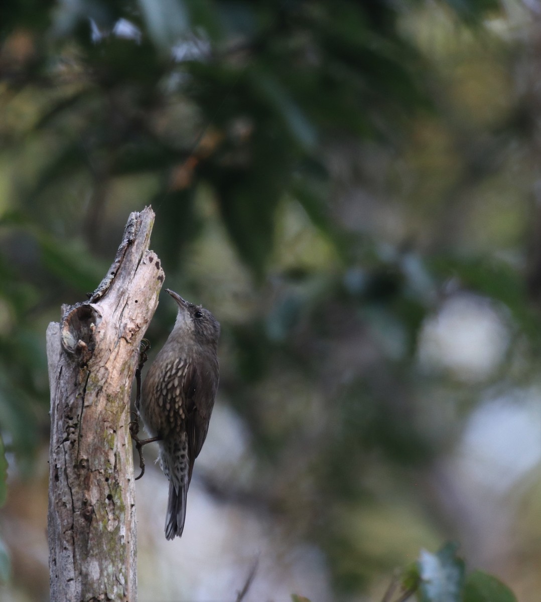 White-throated Treecreeper - ML444723041