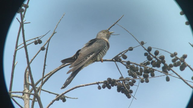 Lesser Cuckoo - ML444723211