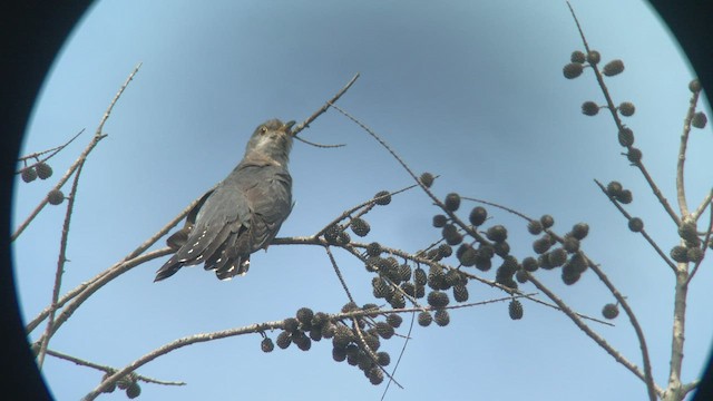 Lesser Cuckoo - ML444723351