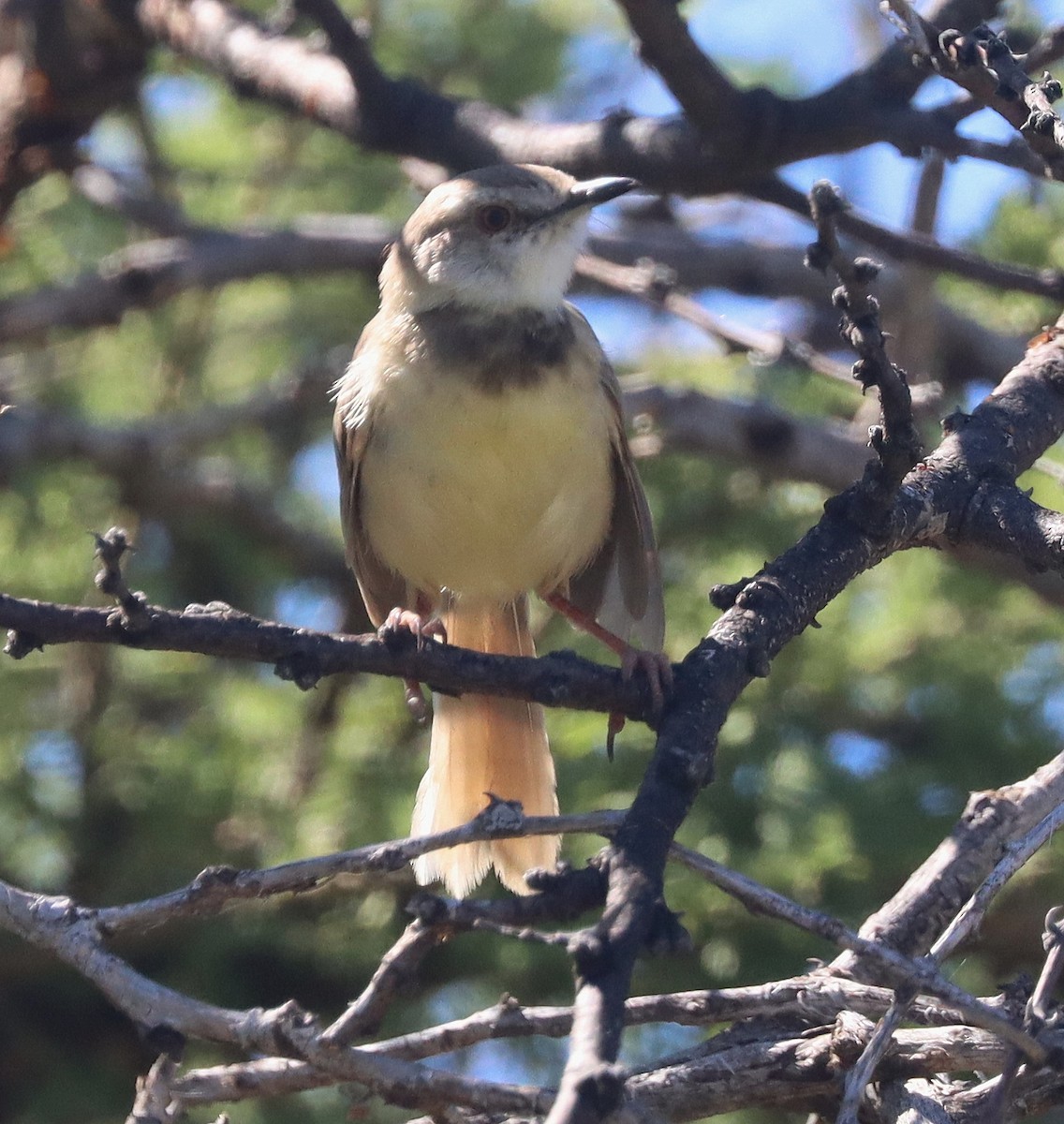 svartbrystprinia - ML444723991