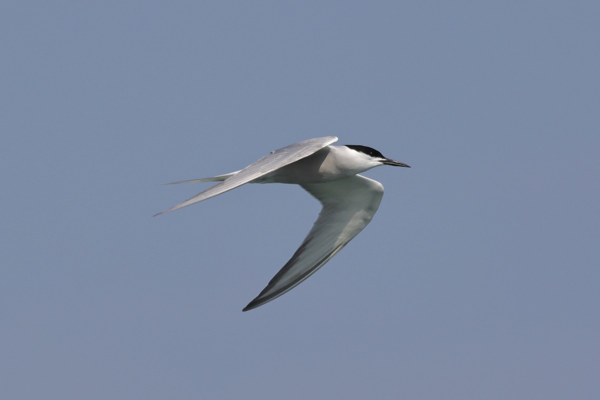 Common Tern - ML444724981