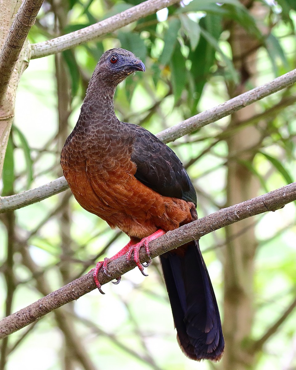 Sickle-winged Guan - Ryan Candee