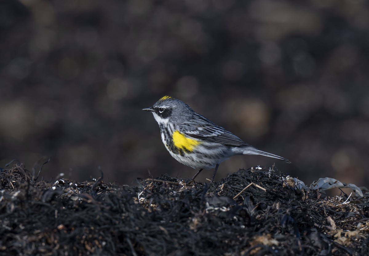 Yellow-rumped Warbler - ML444725641