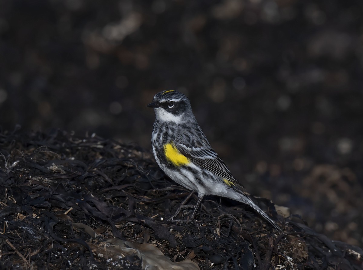 Yellow-rumped Warbler - ML444725651