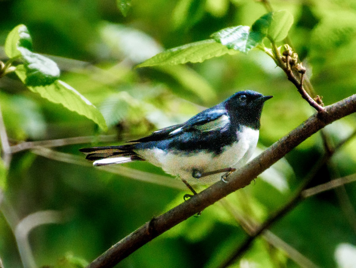Black-throated Blue Warbler - Sandra Beltrao