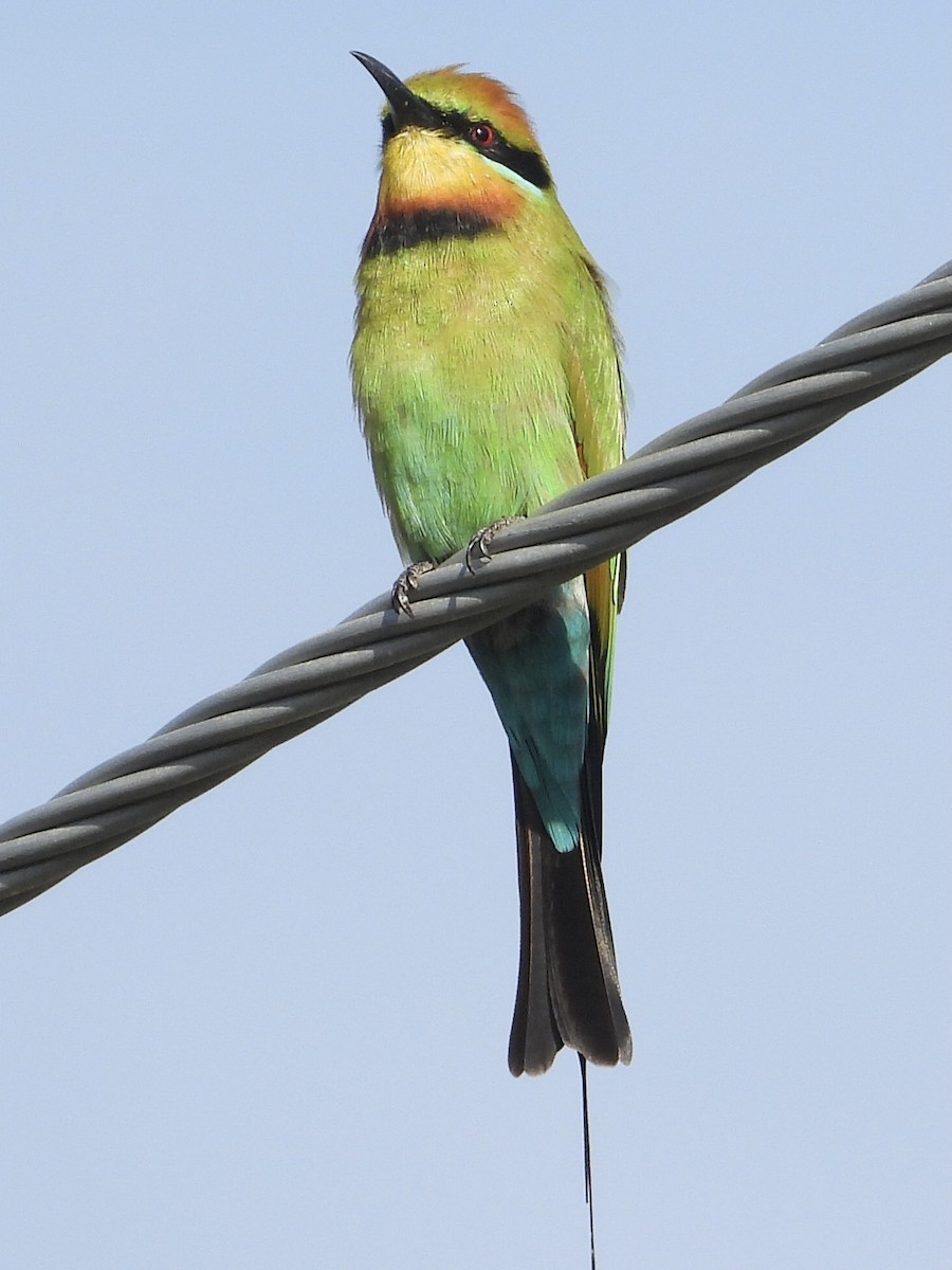 Rainbow Bee-eater - ML444725941