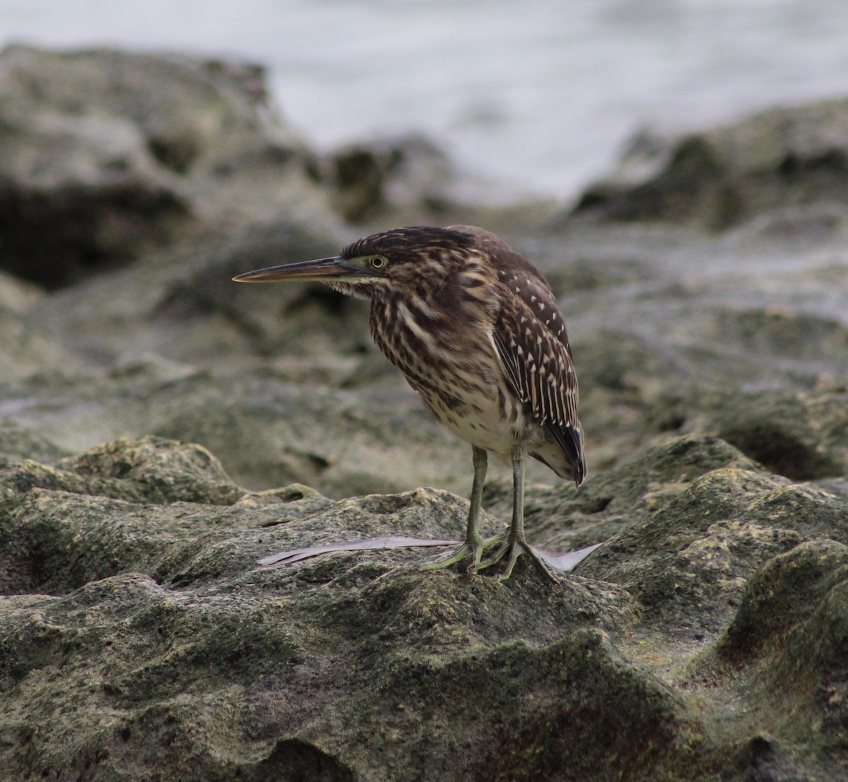 Striated Heron - ML444726761