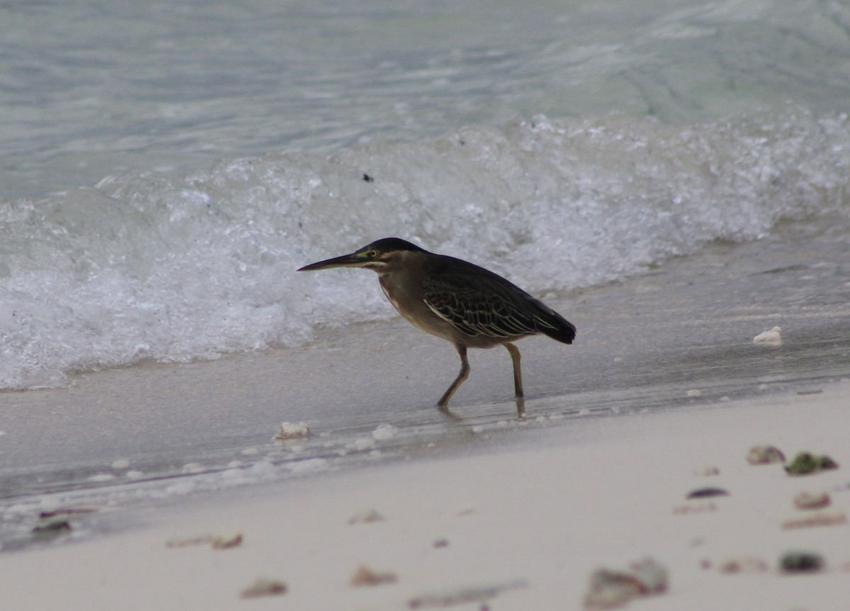 Striated Heron - ML444726791