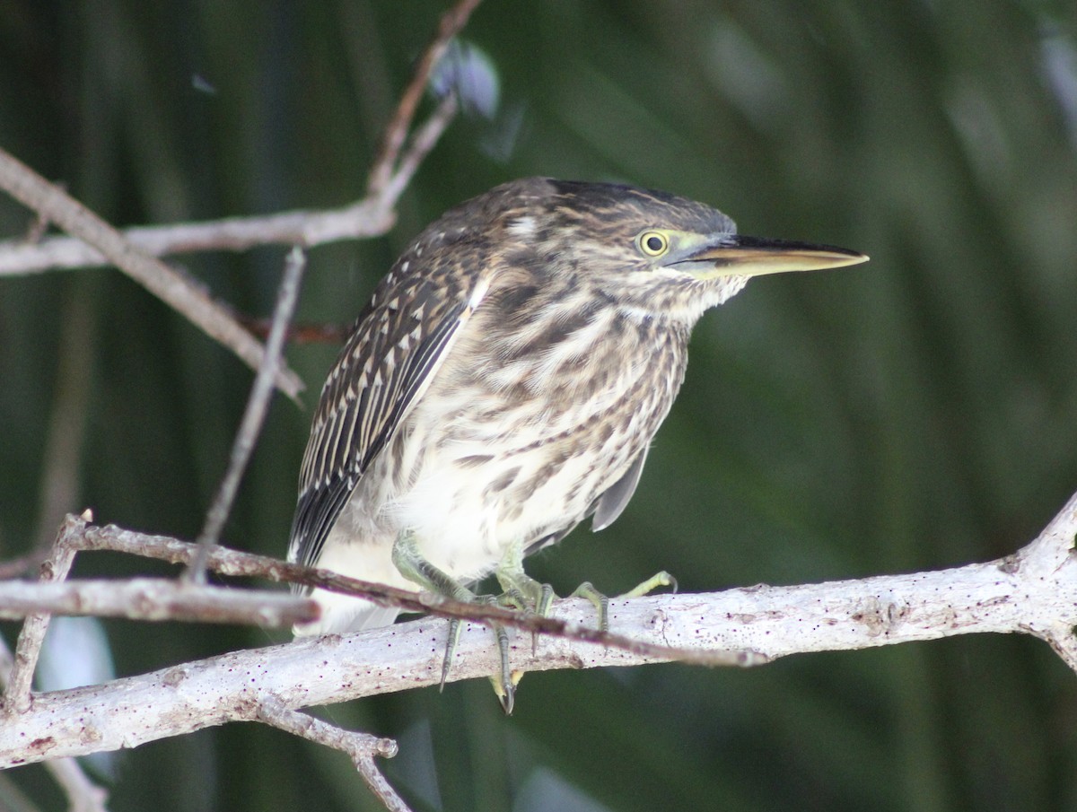 Striated Heron - ML444726801